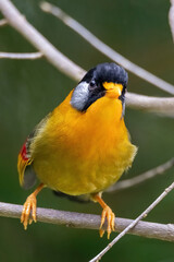 a Silver-eared Mesia (Leiothrix argentauris) bird in nature