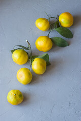 Yellow tangerines on a branch on a gray background