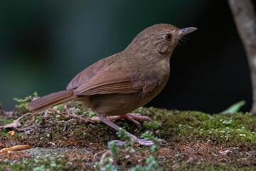 a Buff-breasted Babbler bird in nature