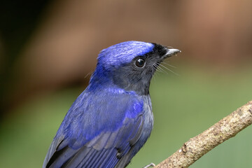 a Large Niltava male (Niltavagrandis) bird in nature
