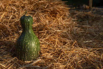 This is an unusual squash on straw