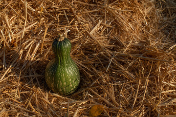 This is an unusual squash on straw