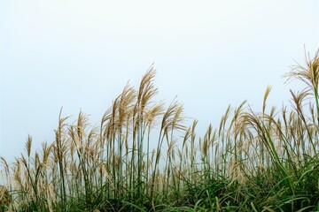 grass and sky