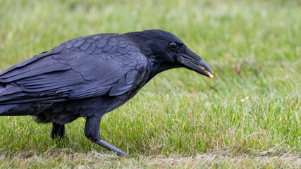 bird, tier, natur, black, krähe, wild lebende tiere, schnabel, 