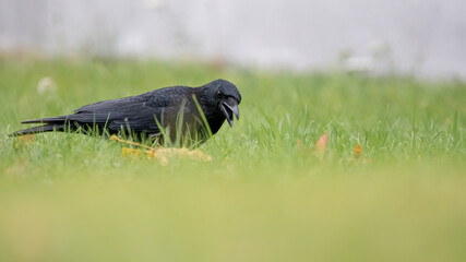 bird, tier, natur, black, krähe, wild lebende tiere, schnabel, rabe, 