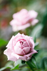 rose flower in garden