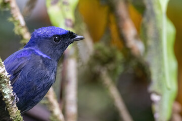 a Large Niltava male (Niltavagrandis) bird in nature