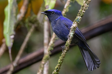 a Large Niltava male (Niltavagrandis) bird in nature