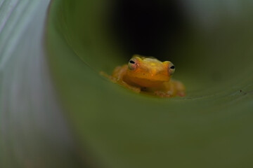 frog in the pond