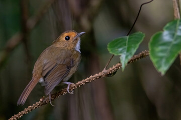 a Rufous-browed flycatcher (Anthipes solitaris) bird in nature
