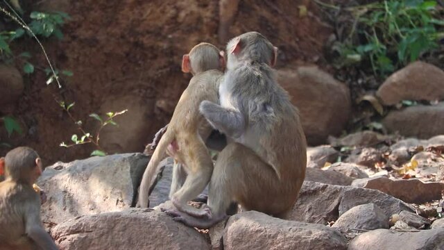 Young Monkey Playing With Handicap Mother Standing On Rocks - Rhesus Monkey