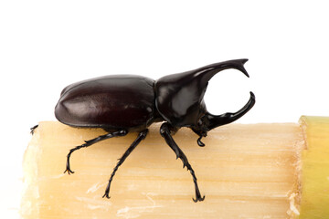  Xylotrupes gideon or Siamese rhinoceros beetle animal isolated on white background.