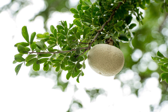 Limonia acidissima fruits and banch green leaves on nature background.