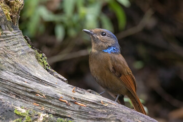 a Large Niltava Female (Niltavagrandis) bird in nature