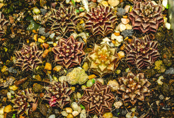 Closeup of Gymnocalycium seedlings with beautiful pattern