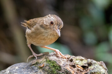 a Buff-breasted Babbler bird in nature