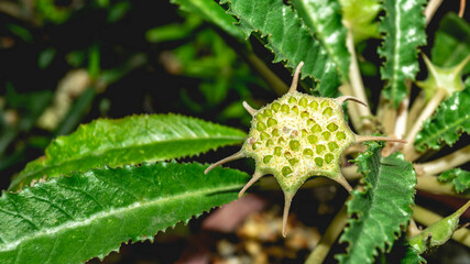 Flower of Dorstenia crispa with seeds - 466401933