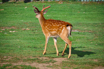 Naklejka na ściany i meble Deer walk on a green lawn at a private zoo in Khabarovsk, Russia.