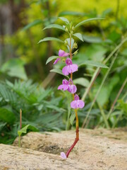 Mahanadi plant in Garden 