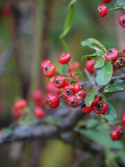 read small fruit in tree 