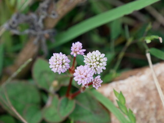 pink and white flower