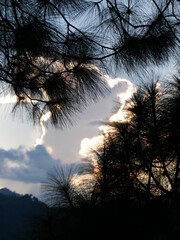 sunset in the forest