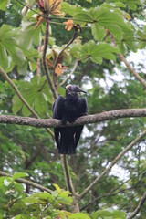 Black-headed Vulture