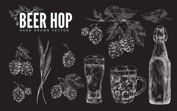 Hop beer decorative elements, chalk hand drawn vector illustration isolated.