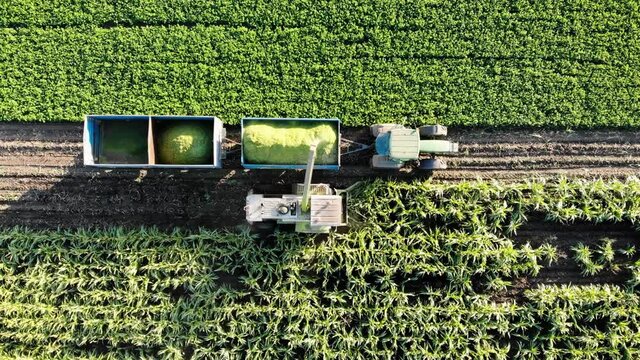 Corn Harvester Combine and a Tractor pulling Trailers moving in the same speed during Silage, aerial shot