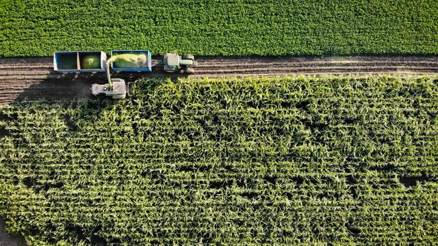 Static drone shot of corn ensilage process, directly above