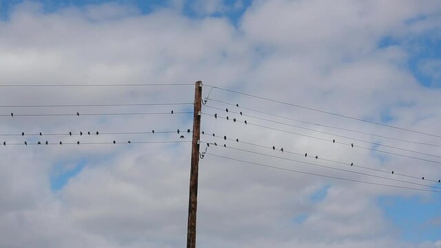 Dozens of Swallows, Sparrows and Swifts Sit on Wires. Rustic Pole with Electrical High Voltage Outlets. Flock of Birds Resting. Scatters in Different Sides. Blue Sky. Migration Time. Wire. Chirp