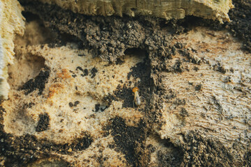 Several carpenter subterranean termites on wood