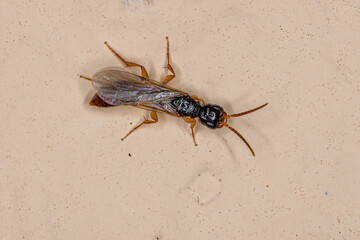 Adult Flat Wasp