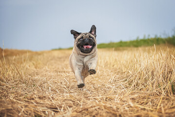 Pug breed dog runs across the field, photo in dynamics