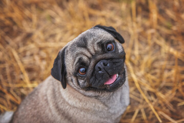 Portrait of a pug breed dog close up, expressive eyes