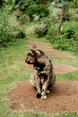 cat in the garden, tricolor cat portrait,Close-up