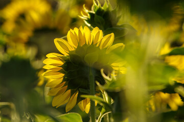 朝日が照らすヒマワリ
