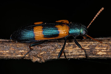 Adult Darkling Beetle