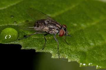 Adult House Fly
