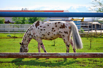 A white spotted horse eats grass in a field.