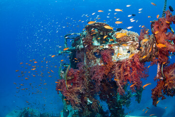 coral reef and fishes