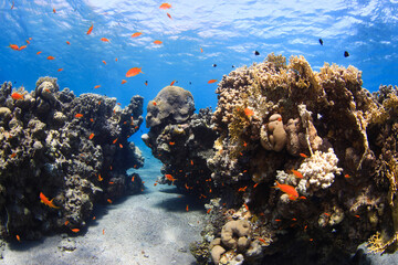 Fototapeta na wymiar Coral reef in Red Sea in Eilat, south of Israel.