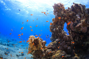 Naklejka premium coral reef in the red sea