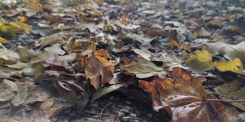 moss on the ground