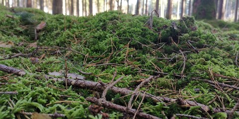 grass in the woods