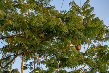 Blue Jacaranda Tree Fruits
