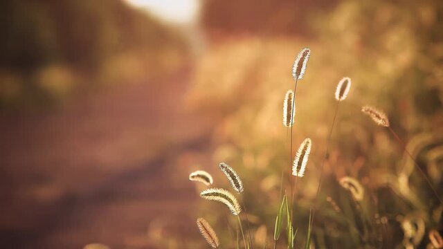The beautiful foxtail grass slowly swaying in the red sunset light creates an emotional landscape and calms the mind.