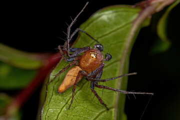 Male Adult Lynx Spider