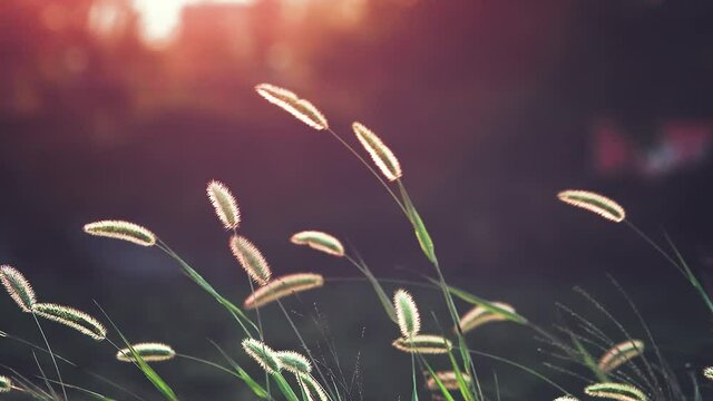 The beautiful foxtail grass slowly swaying in the red sunset light creates an emotional landscape and calms the mind.