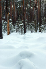Large white snowdrifts in the middle of pine trunks in the forest